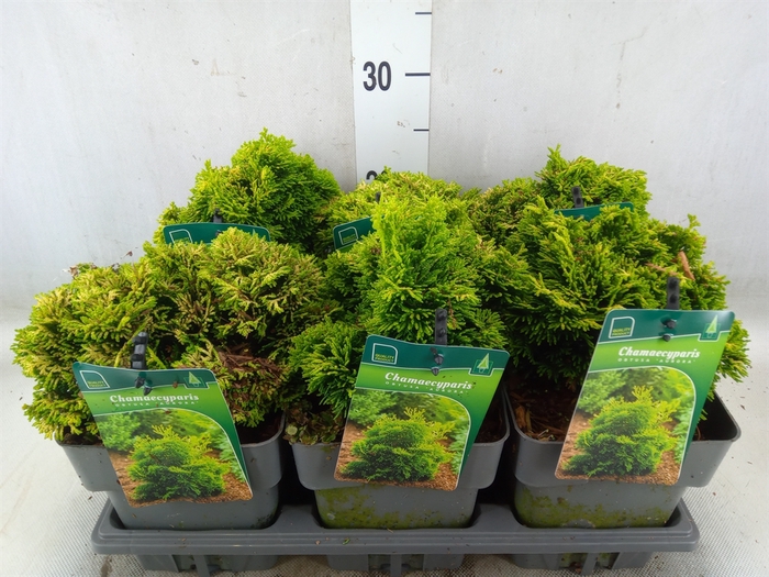 <h4>Chamaecyparis obt. 'Aurora'</h4>