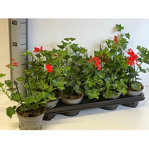 PEL PELT BALKON ROOD
