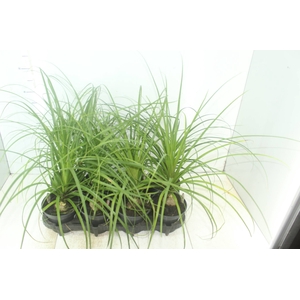 BEAUCARNEA P15