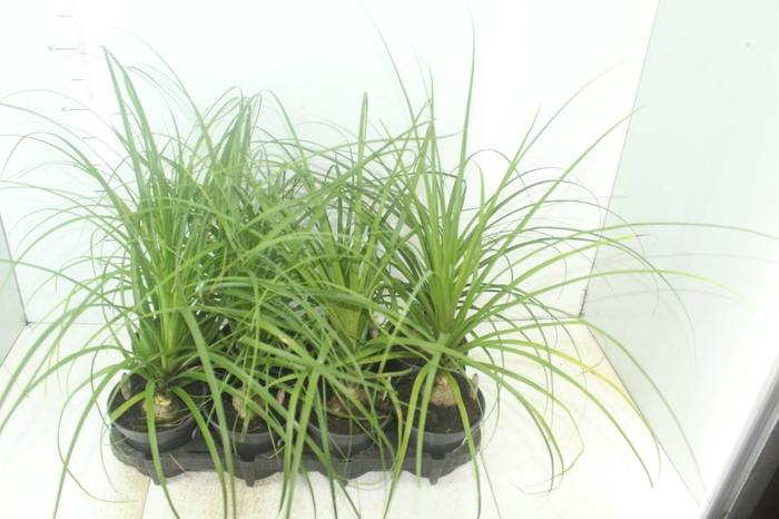 <h4>BEAUCARNEA P15</h4>