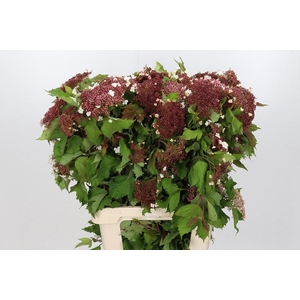 Viburnum Sargentii Onondaga