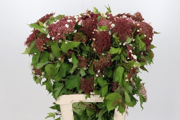 <h4>Viburnum Sargentii Onondaga</h4>