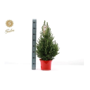 PICEA GL DECEMBER P23 80CM