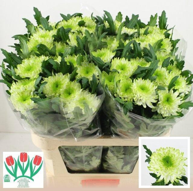 <h4>Chr G Zembla Lime</h4>