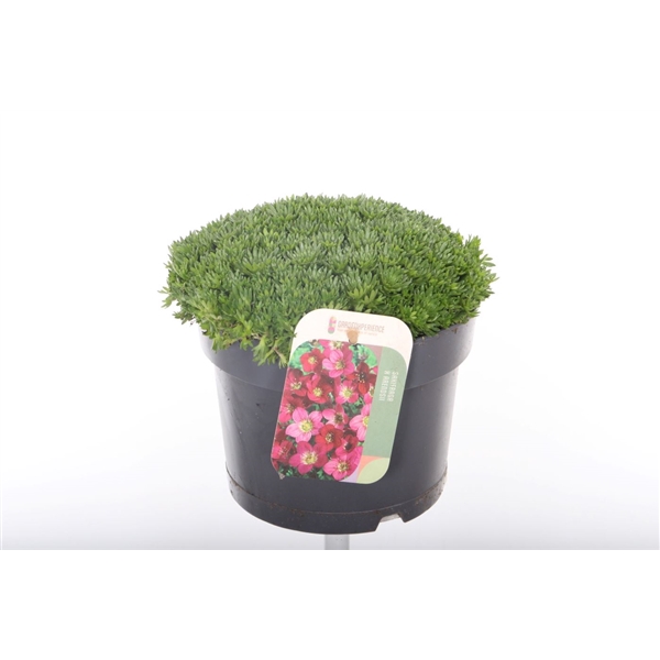 <h4>Saxifraga Pixi Pan Red</h4>