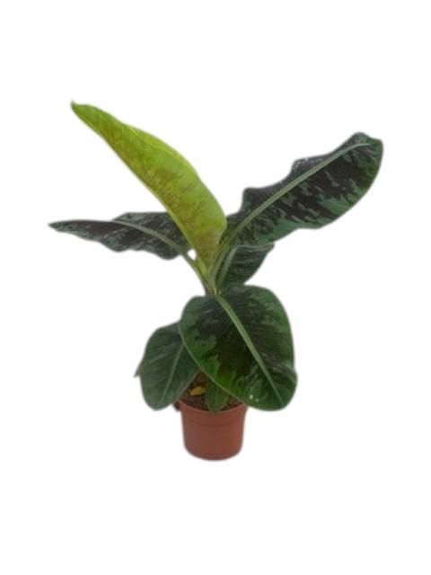 <h4>Musa Dwarf Cavendish</h4>