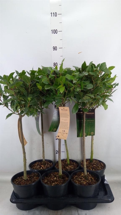 <h4>Laurus nobilis</h4>