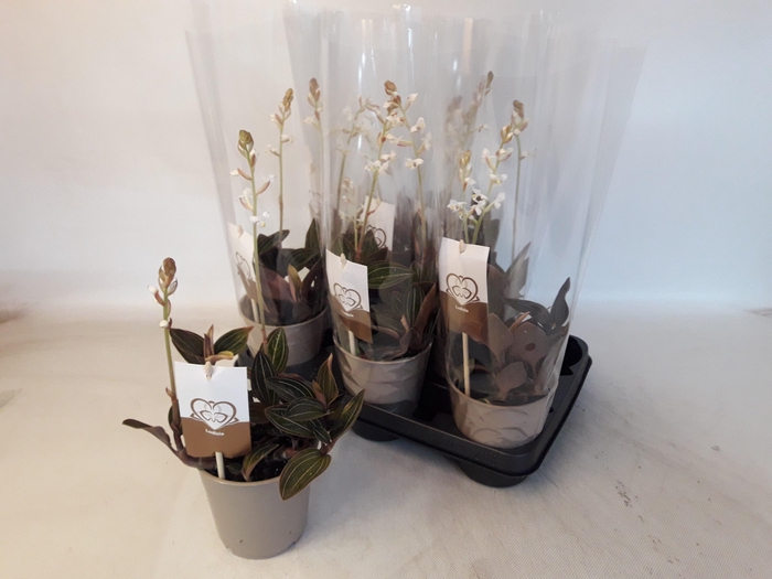 <h4>LUD DISCOLOR</h4>