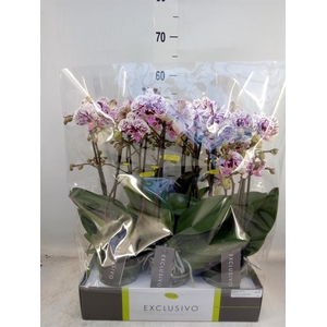 Phalaenopsis multi.   ...