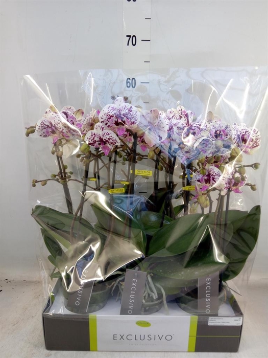 <h4>Phalaenopsis multi.   ...</h4>