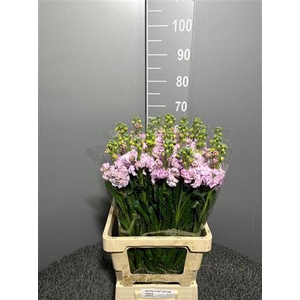 Matth Iron Soft Pink