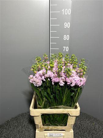 <h4>Matth Iron Cherry Blossom</h4>