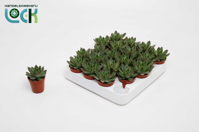 <h4>Echeveria Mexico</h4>