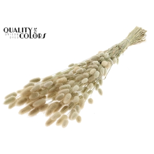 Lagurus Premium per bunch Natural