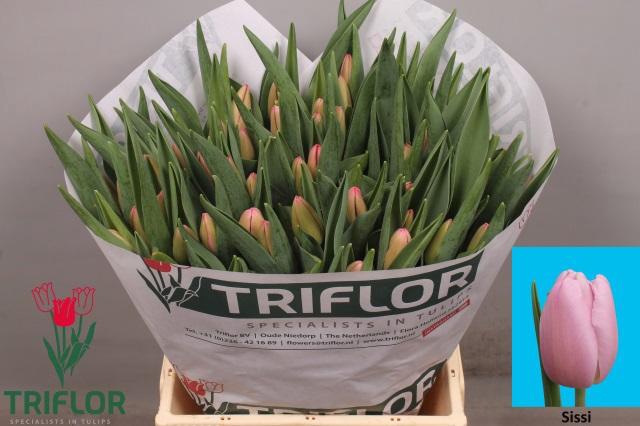 <h4>TU EN SISSI</h4>