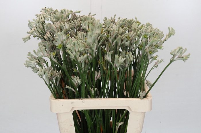 <h4>Anigozanthos Cape Gray Moss</h4>