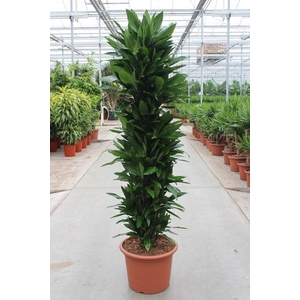 Dracaena Janet Lind