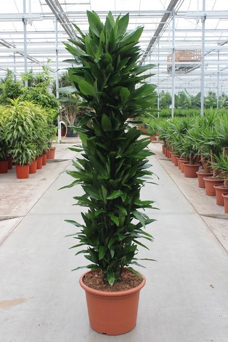 <h4>Dracaena Janet Lind</h4>