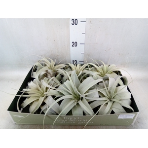 Tillandsia xerographica
