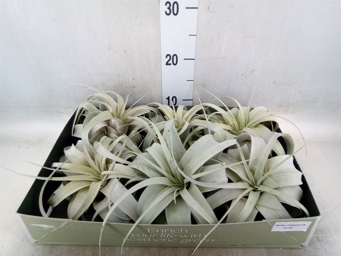 <h4>Tillandsia xerographica</h4>