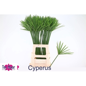 DECOGROEN GROOT BLAD