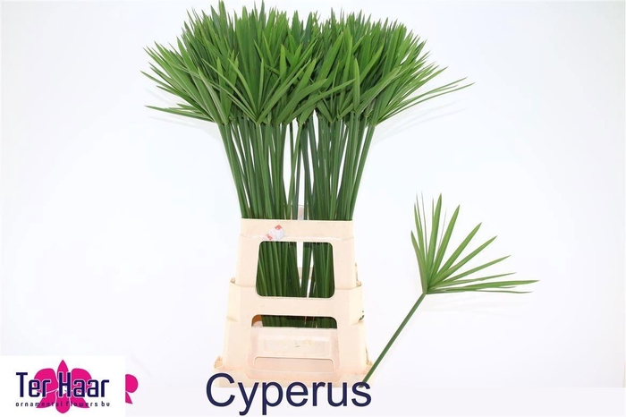 <h4>DECOGROEN GROOT BLAD</h4>