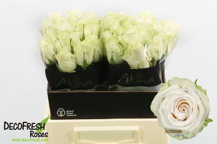 <h4>R Gr Adalonia</h4>