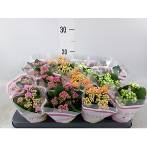 Kalanchoe blos.   ..rosebud mix  5
