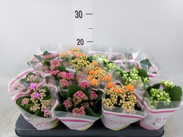 <h4>Kalanchoe blos.   ..rosebud mix  5</h4>