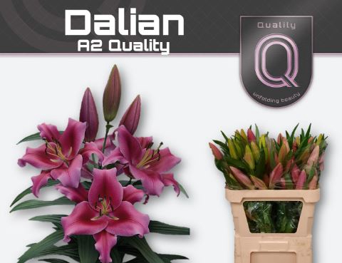 <h4>LI OT DALIAN</h4>