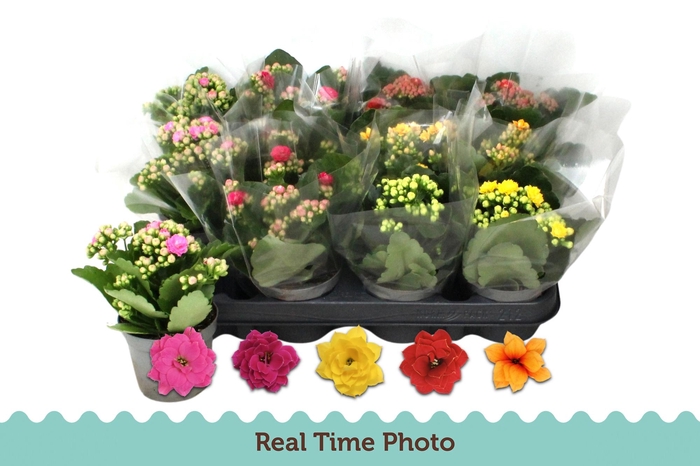 <h4>KAL GE GEM 5 KL</h4>