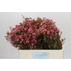 Chamelaucium Sarah's Delight