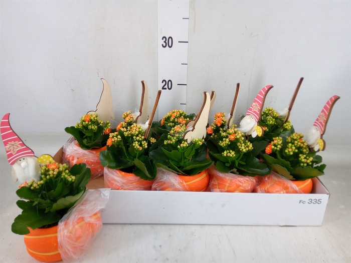 <h4>Arr.   Planten L%</h4>