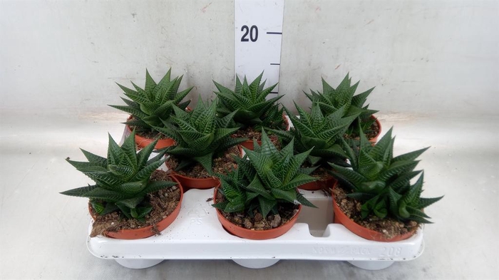 <h4>Haworthia limifolia</h4>
