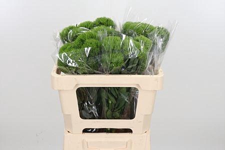 <h4>DI BARB KIWI MELLOW DI BARB KIWI ME</h4>