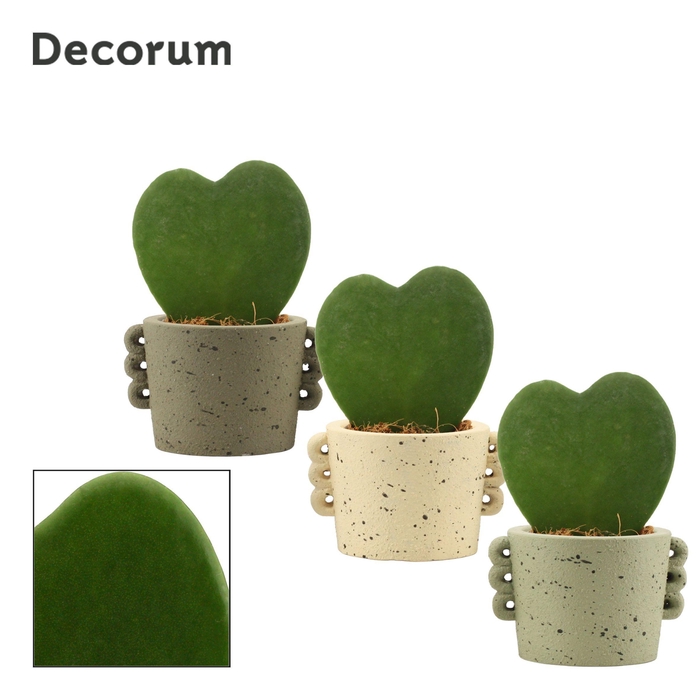 <h4>Hoya Kerrii 6 cm Single in Dione (Nature world-collection)</h4>