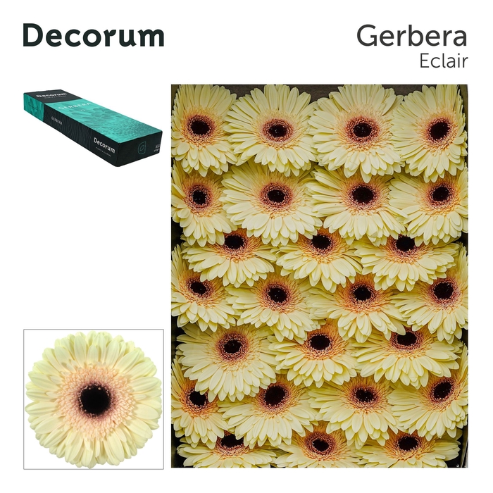 <h4>Gerbera Cafe del Mar Doos</h4>