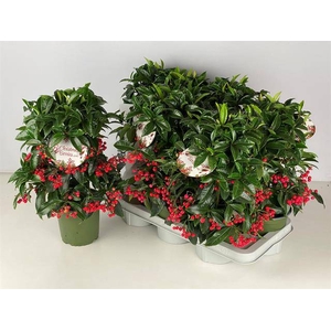 ARDISIA CRENATA BOS PREMIUM P14