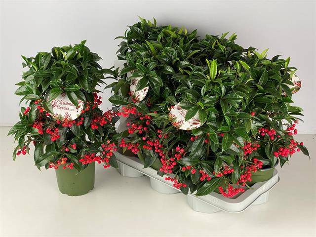 <h4>ARDISIA CRENATA BOS PREMIUM P14</h4>