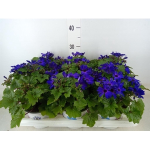 Pericallis cr. 'Senetti Blue Deep'