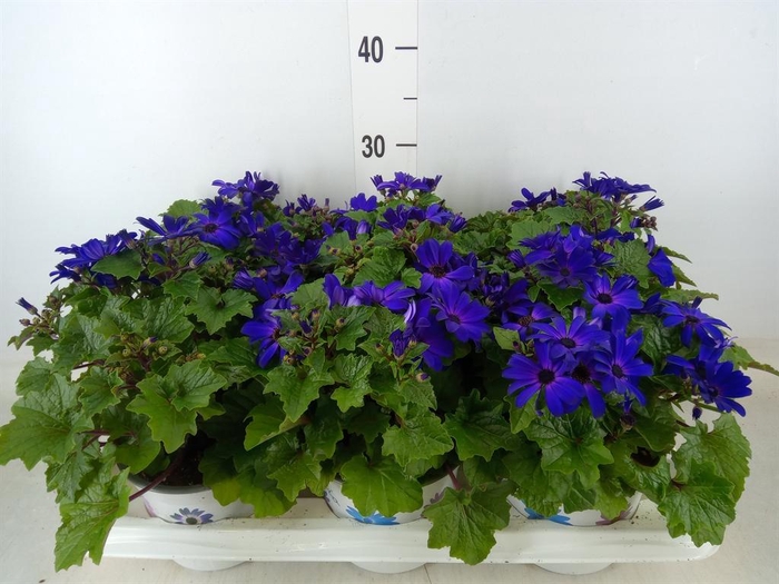 <h4>Pericallis cr. 'Senetti Blue Deep'</h4>