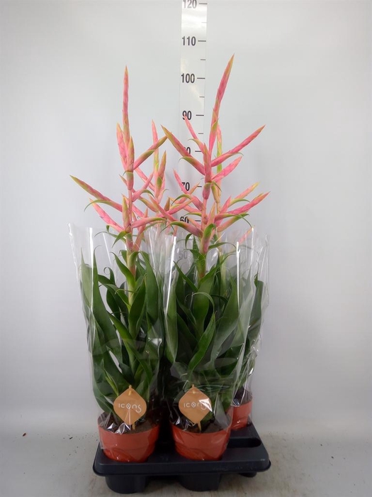 <h4>Tillandsia 'Dolce'</h4>