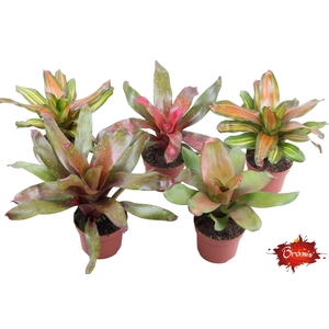 Neorgelia mix 12cm
