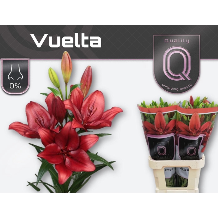 <h4>Li La Vuelta</h4>