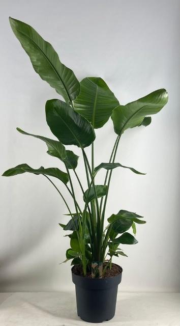 <h4>STRELITZIA NICOLAI</h4>