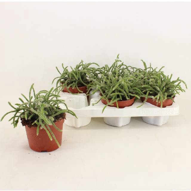 <h4>Rhipsalis Baccifera</h4>