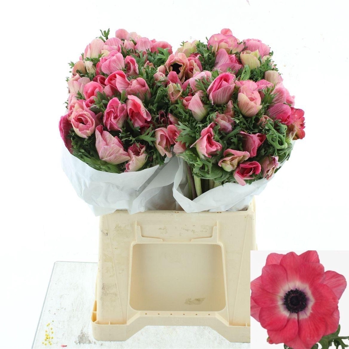 <h4>ANEM CO MIS + PINKIE</h4>