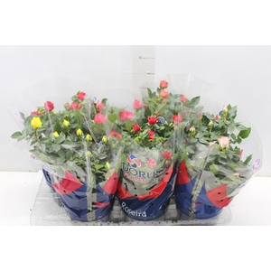 ROSEIRA MINI P15