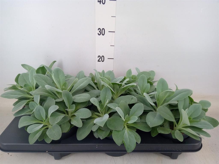 <h4>Senecio cephal. 'Mountain Fire'</h4>