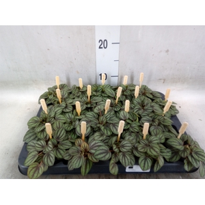 Peperomia albov. 'Piccolo Banda'
